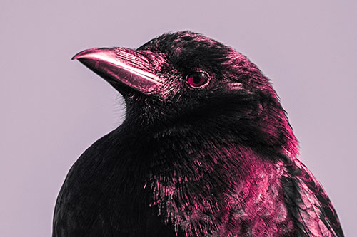 Side Glancing Crow Among Sunlight (Pink Tint Photo)