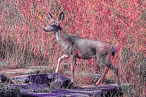 Side Glancing Mule Deer Walking Up Stepping Stones (Pink Tint)