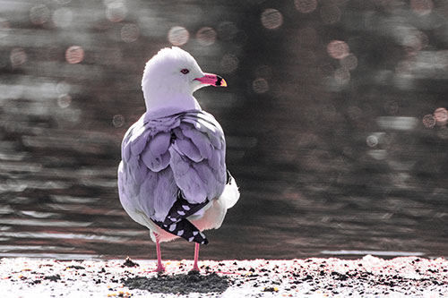 Sideways Glancing Seagull Observing Lake Surroundings (Pink Tint)