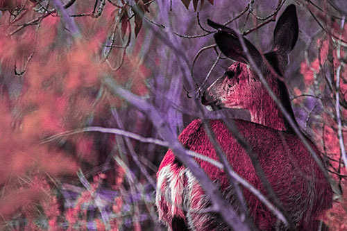 Sideways Glancing White Tailed Deer Beyond Tree Branches (Pink Tint Photo)