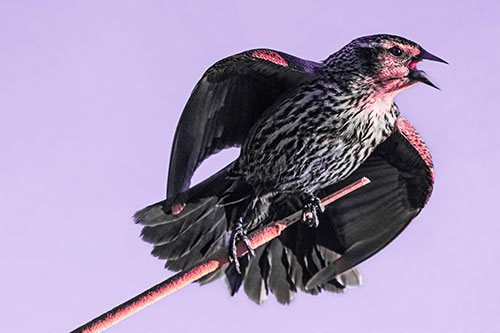 Singing Female Red Winged Blackbird Gripping Broken Cattail (Pink Tint)