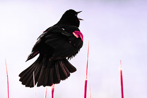 Singing Red Winged Blackbird Atop Cattail Branch (Pink Tint Photo)