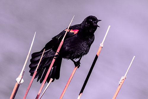 Singing Red Winged Blackbird Gripping Ahold Between Leaning Cattail Branches (Pink Tint)