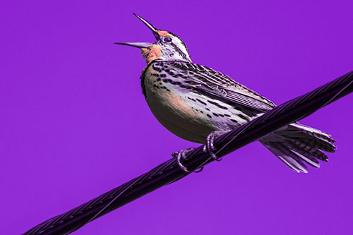 Singing Western Meadowlark Perched Atop Powerline Wire (Pink Tint Photo)