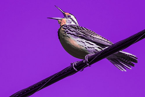 Singing Western Meadowlark Perched Atop Powerline Wire (Pink Tint)