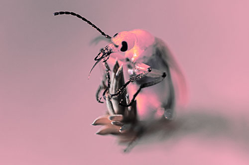 Sitting Blister Beetle Riding Plant Top (Pink Tint)