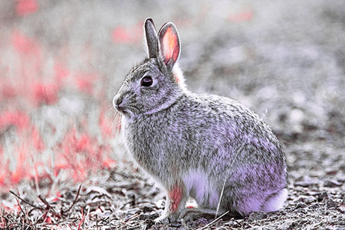 Sitting Bunny Rabbit Perched Beside Grass Blade (Pink Tint Photo)