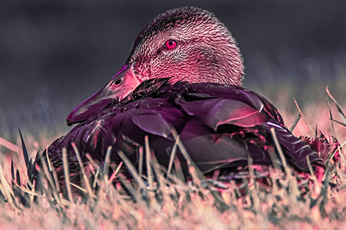 Sitting Mallard Duck Resting Among Grass (Pink Tint Photo)