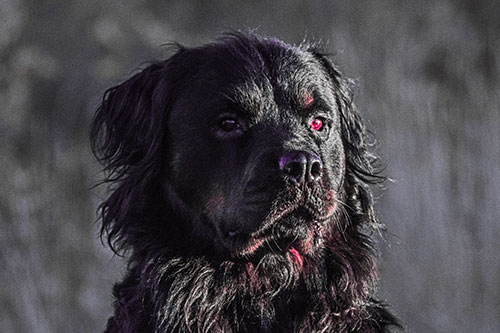 Sitting Rottweiler Dog Poses Among Sunrise (Pink Tint)