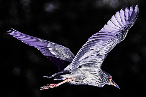 Skittish Black Crowned Night Heron Flying Towards Seclusion (Pink Tint)