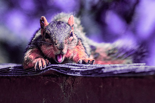 Sleepy Squirrel Yawning Among Rooftop (Pink Tint)