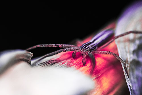 Slender Crab Spider Sprawled Out Among Plant (Pink Tint)
