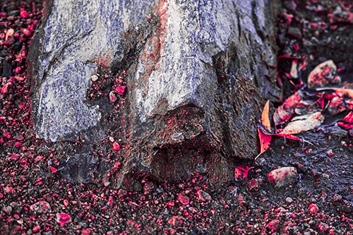 Slime Covered Rock Face Resting Along Shoreline (Pink Tint Photo)