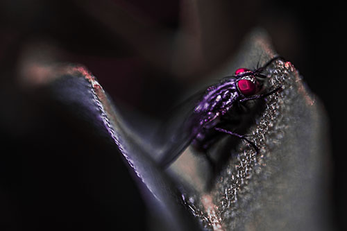 Sloping Cluster Fly Hangs Onto Leaf Petal (Pink Tint)