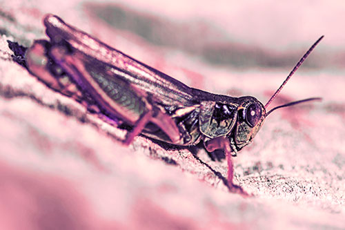 Sloping Grasshopper Enjoying Sunshine Among Tree Stump (Pink Tint Photo)