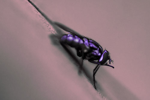 Sloping Perched Cluster Fly Cleaning Itself (Pink Tint)
