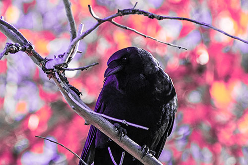 Sloping Perched Crow Glancing Downward Atop Tree Branch (Pink Tint Photo)