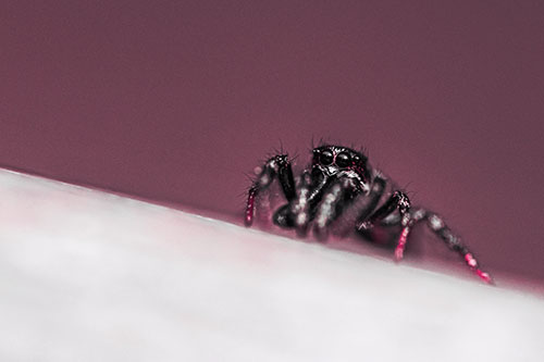 Sloping Perched Jumping Spider Watches Closely (Pink Tint)