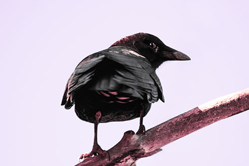 Sly Eyed Crow Glances Backward Among Tree Branch (Pink Tint Photo)