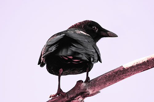 Sly Eyed Crow Glances Backward Among Tree Branch (Pink Tint)