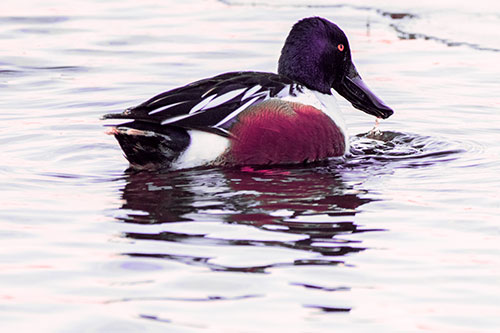 Smiling Northern Shoveler Duck Swimming Calm River Water (Pink Tint Photo)