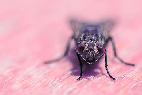 Smirking Open Mouthed Cluster Fly Watching Closely (Pink Tint)
