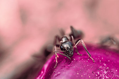 Snarling Carpenter Ant Guarding Sugary Treat (Pink Tint Photo)
