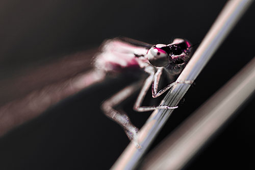Snarling Damselfly Hangs Onto Grass Blade (Pink Tint)