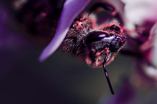 Snarling Honey Bee Clinging Flower Petal (Pink Tint Photo)