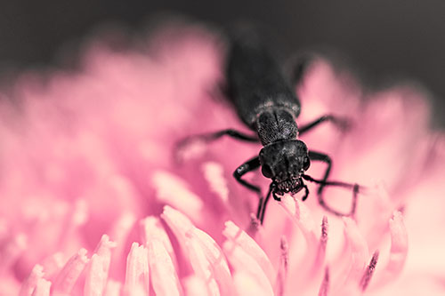 Snarling Oedemera Beetle Eating Dandelion Pollen (Pink Tint)