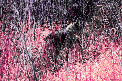Sneaking Coyote Hunting Through Trees (Pink Tint Photo)