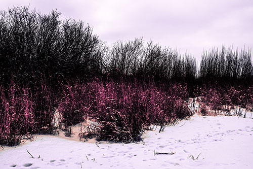 Snow Covered Tall Grass Surrounding Trees (Pink Tint Photo)
