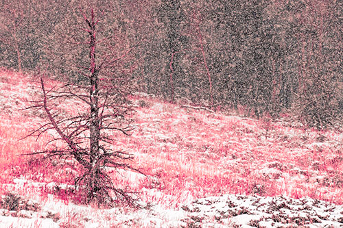 Snow Covers Dead Christmas Tree (Pink Tint Photo)