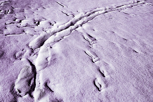 Snow Drifts Cover Footprint Trails (Pink Tint Photo)