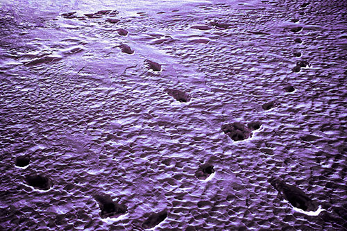 Snow Footprint Trails Crossing Paths (Pink Tint Photo)