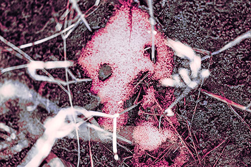 Snow Soil Face Screaming Among Sunlight (Pink Tint Photo)