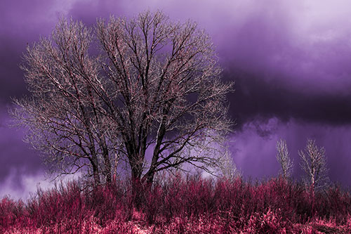 Snowstorm Clouds Beyond Dead Leafless Trees (Pink Tint Photo)