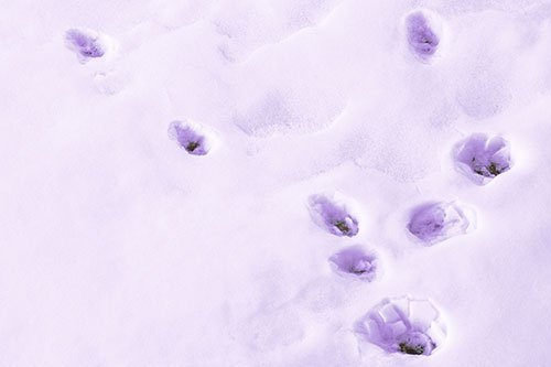 Snowy Animal Footprints Changing Direction (Pink Tint Photo)