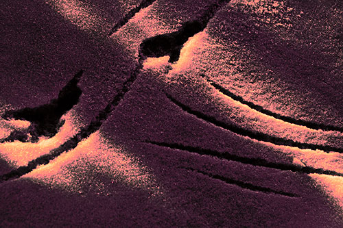 Snowy Bird Footprint Claw Marks (Pink Tint Photo)