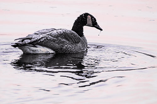 Snowy Canadian Goose Dripping Water Off Beak (Pink Tint Photo)