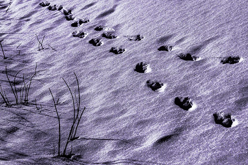 Snowy Footprints Along Dead Branches (Pink Tint Photo)