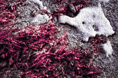 Snowy Grass Forming Demonic Horned Creature (Pink Tint Photo)