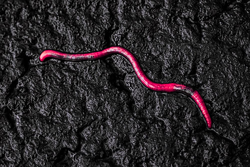 Soaked Earthworm Wiggles Across Wet Pavement (Pink Tint)
