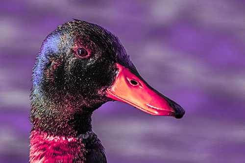 Soaked Male Mallard Duck Watching Among Lake (Pink Tint)