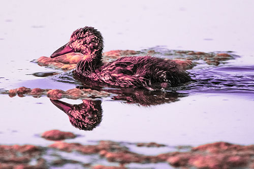 Soaked Mallard Duckling Swimming Past Algae (Pink Tint)