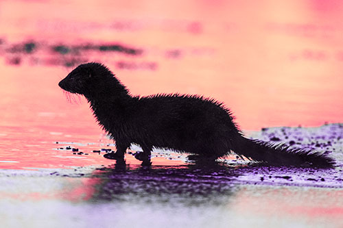 Soaked Mink Contemplates Swimming Across River (Pink Tint Photo)