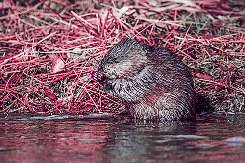 Soaked Muskrat Nibbles Grass Along River Shore (Pink Tint Photo)