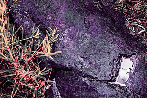 Soaked Puddle Mouthed Rock Face Among Plants (Pink Tint Photo)