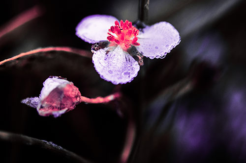 Soaking Wet Frogbit Flower Dew (Pink Tint Photo)