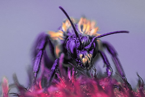 Soaking Wet Honey Bee Standing Atop Blanket Flower (Pink Tint)